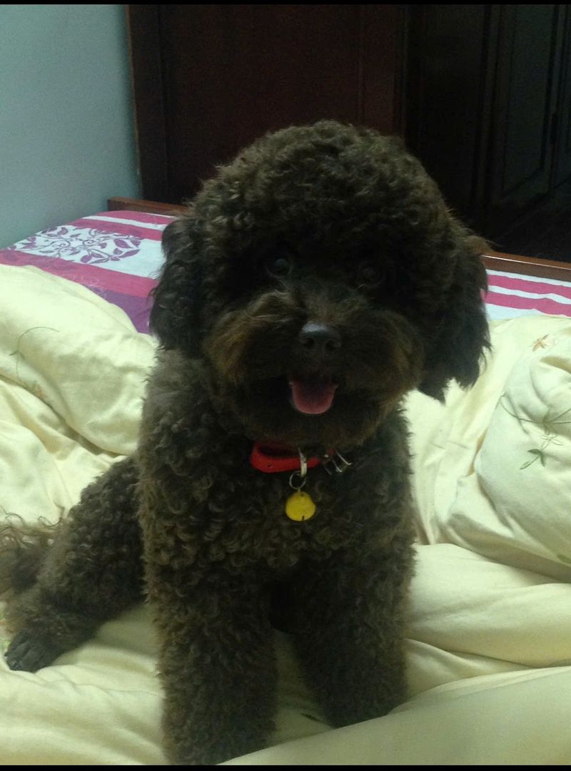 Kua Kua